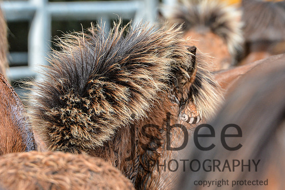 DSB_7087-55