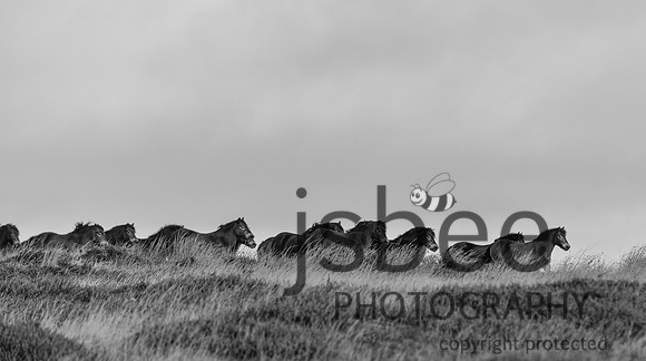 DSB_1463-375