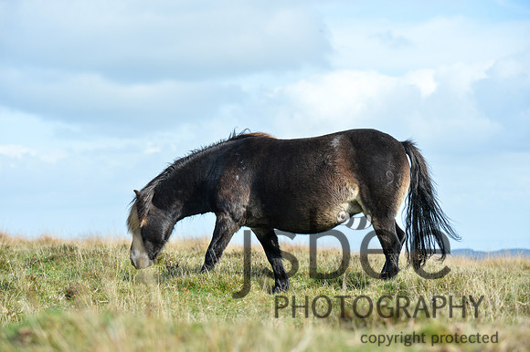 DSB_1643-501