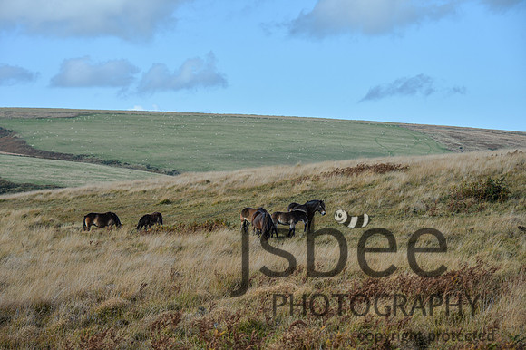 DSB_1653-511