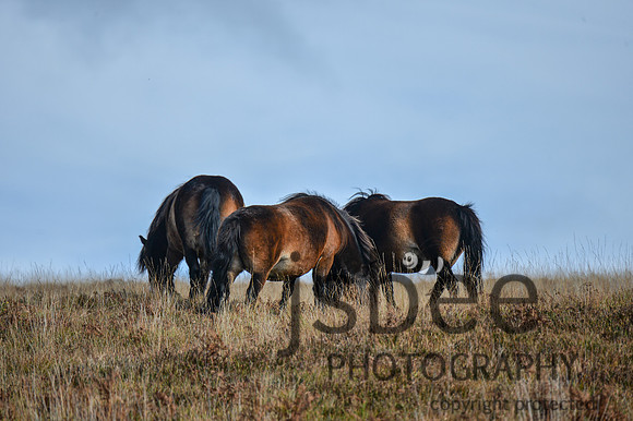 DSB_1662-520