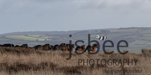 JOE_5419