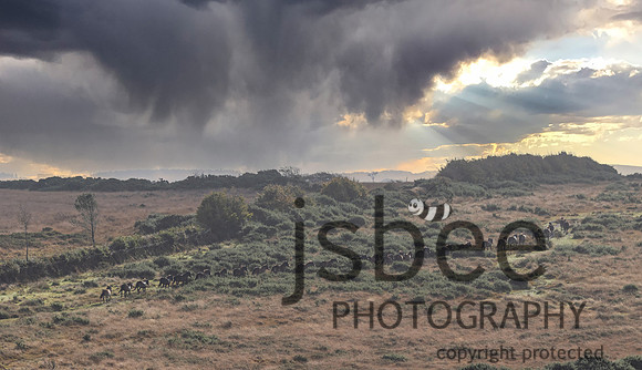 JOE_5422-Edit