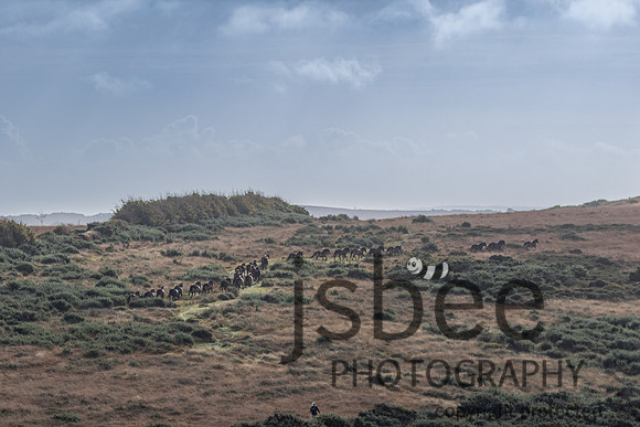 JOE_5429