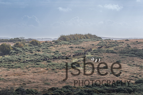 JOE_5426