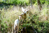 DSC_6457-15