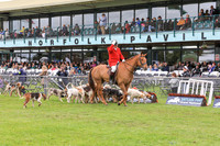 Parade of Foxhounds