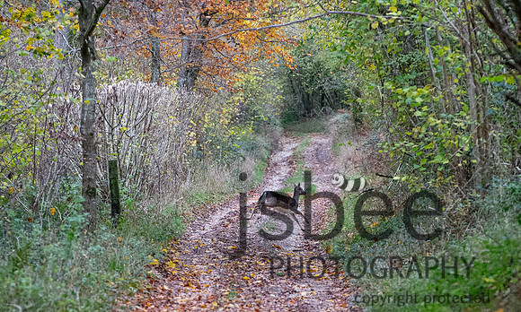 DSB_3517-63