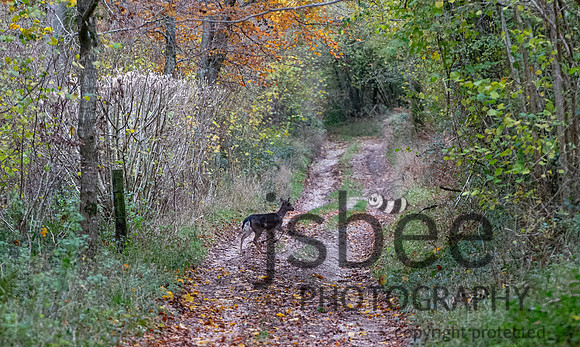 DSB_3520-64