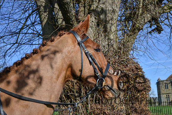 DSC_1377-71