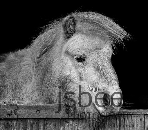 DSB_5599-4