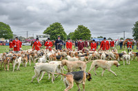 Hound Cavalcade Sunday