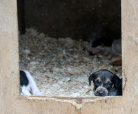 CLCH Puppy Show 2026