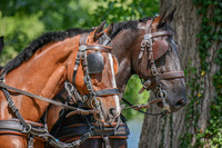 DSC_6581-20