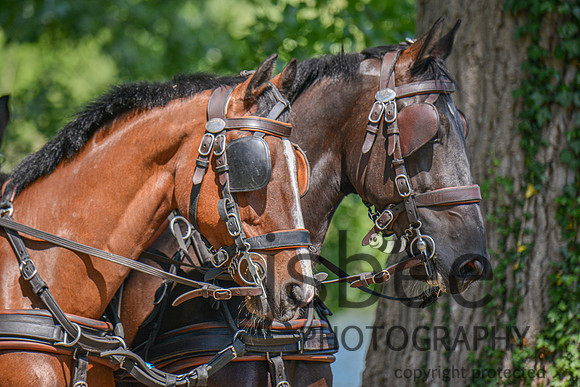 DSC_6581-20