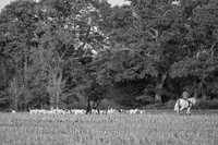 DSC_6760-2