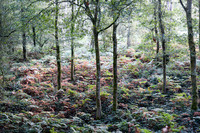 DSC_6812-7