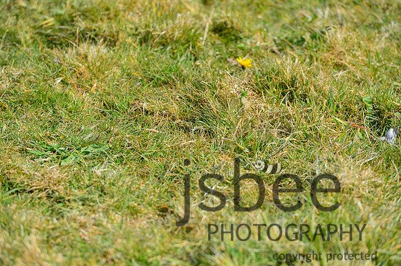 DSB_8160-30