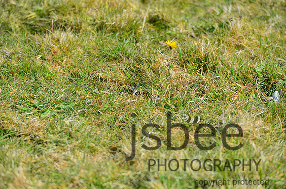 DSB_8161-31