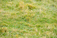 DSB_9040-785