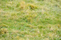 DSB_9041-786
