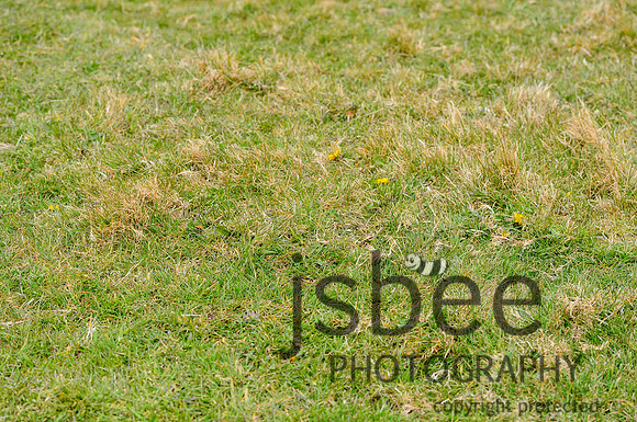 DSB_9253-941
