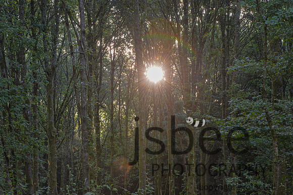 DSB_5889-40