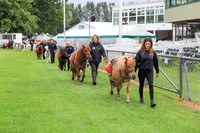 Shetland Pony Grand National