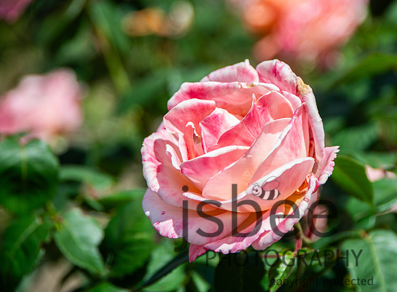 DSC_5787-2