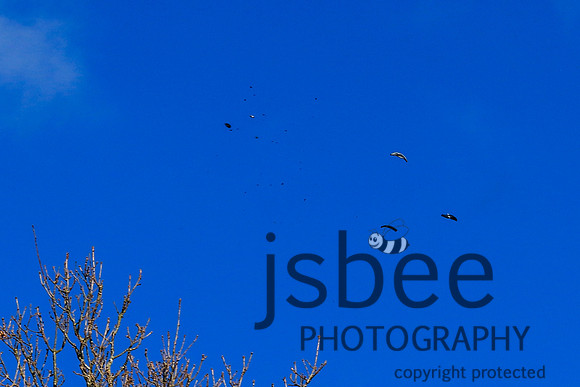 JOE_2992