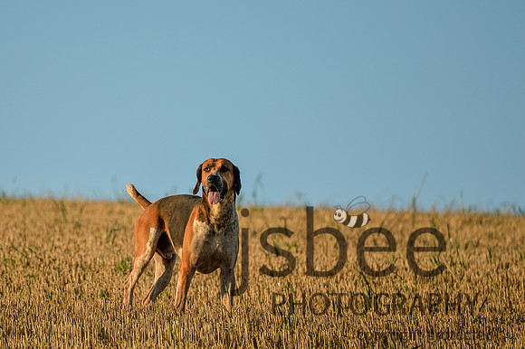 DSB_9014-56