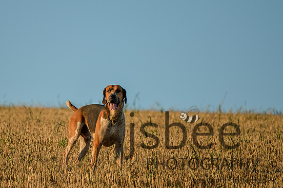 DSB_9015-57