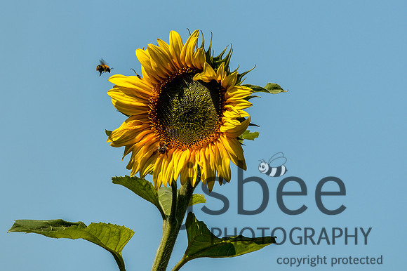 DSB_9136-123