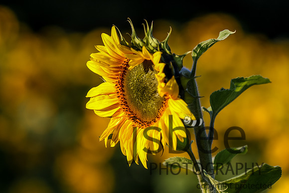 JOE_1163