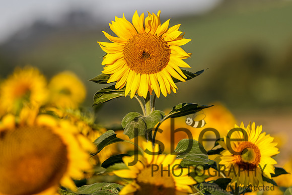 JOE_1165