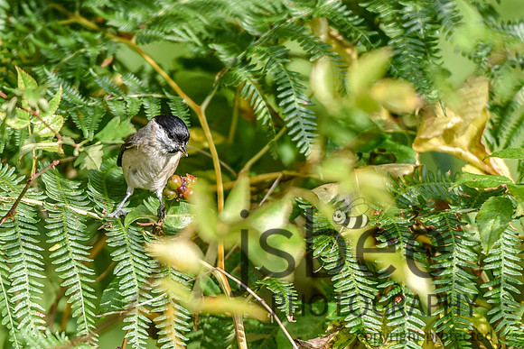 SLB_7418-3