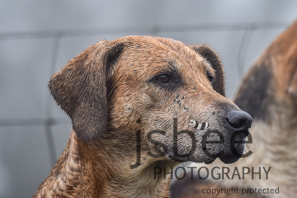SLB_1690-38