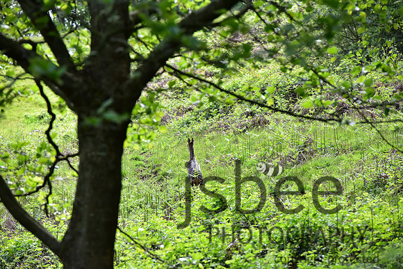 slb_8898s