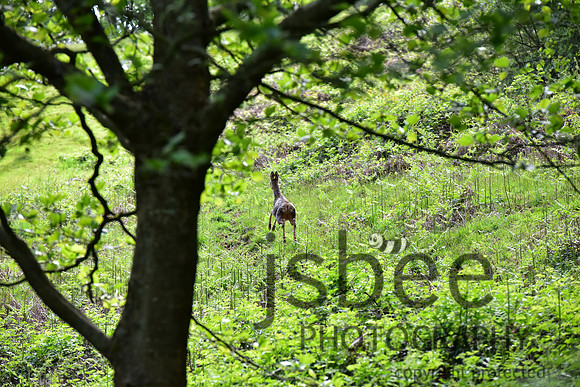 slb_8899s