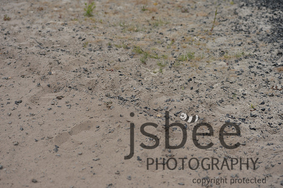 dsb_3909s
