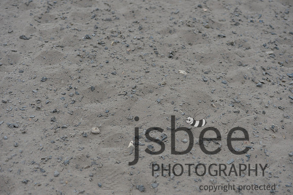 dsb_5344s