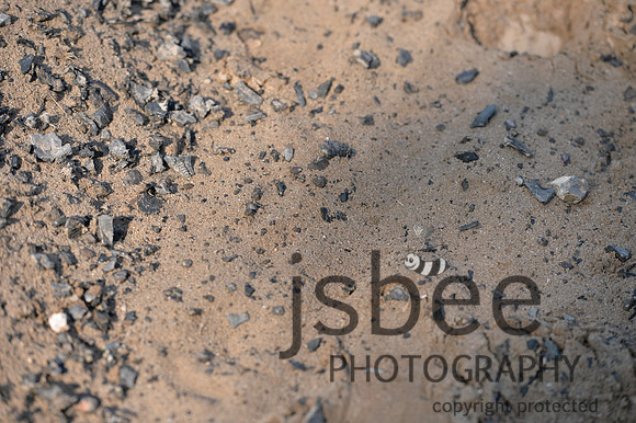 dsb_3159s