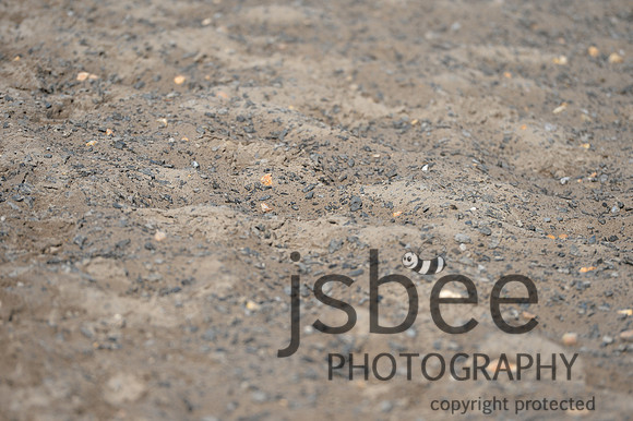 dsb_3258s