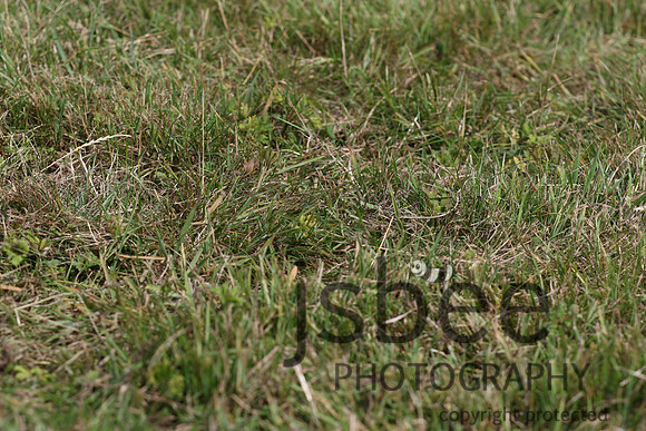 joe_6817j