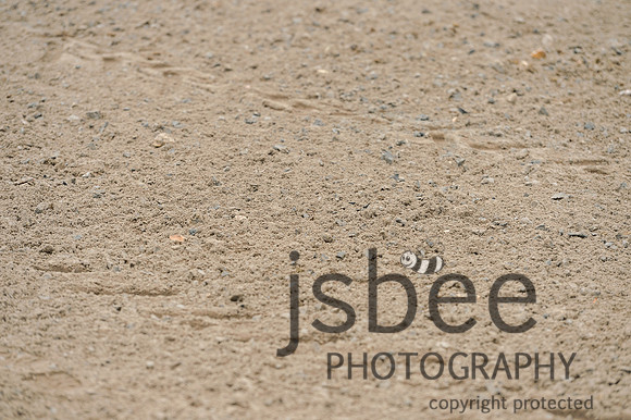 dsb_1109s