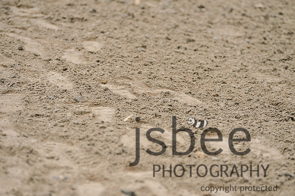 dsb_1666s