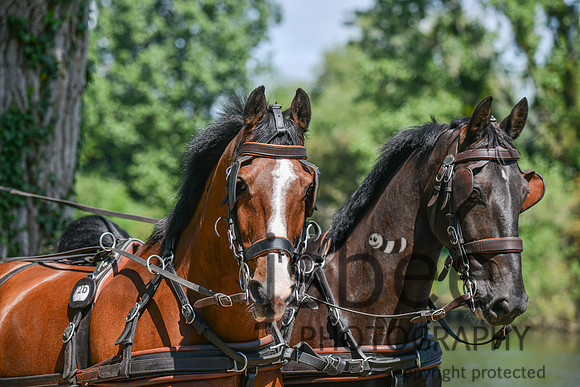 DSC_6582-21