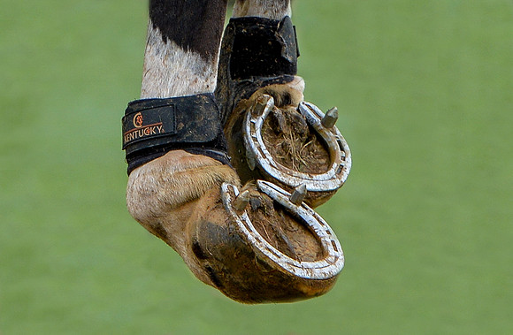 Jumping hooves#sue bird