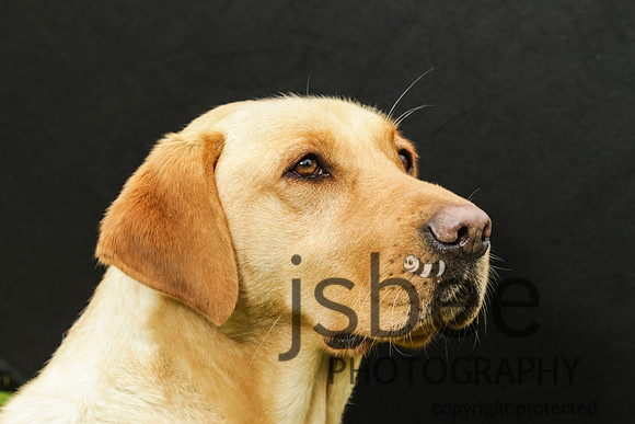 joe_2655j