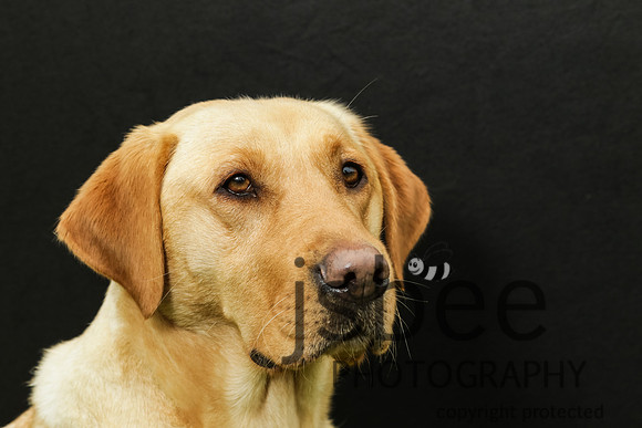 joe_2661j